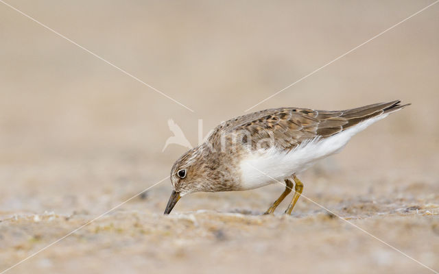 Temmincks Strandloper (Calidris temminckii)