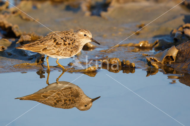 Temmincks Strandloper (Calidris temminckii)