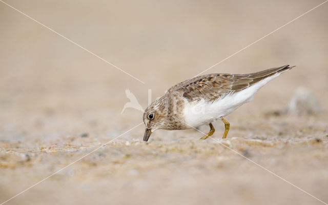 Temminck's Stint (Calidris temminckii)