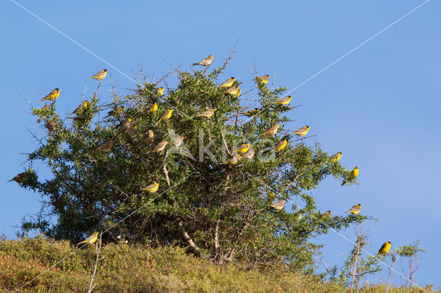 Black-headed bunting (Emberiza melanocephala)