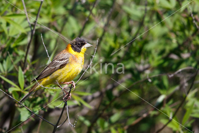 Black-headed bunting (Emberiza melanocephala)