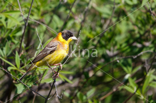 Black-headed bunting (Emberiza melanocephala)