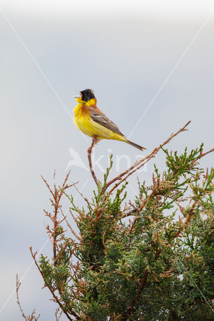 Black-headed bunting (Emberiza melanocephala)