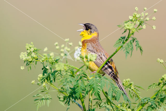 Zwartkopgors (Emberiza melanocephala)