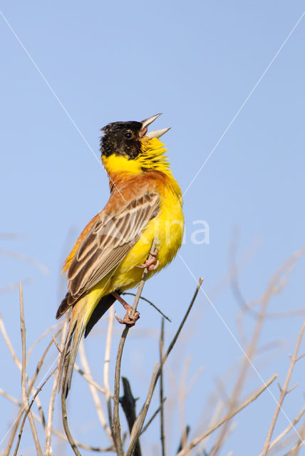 Black-headed bunting (Emberiza melanocephala)