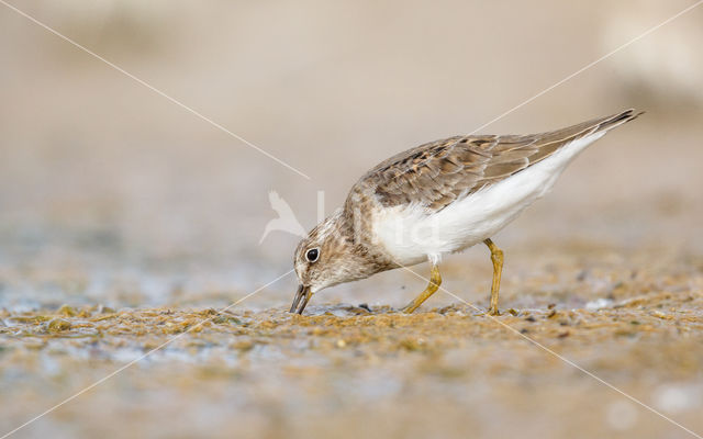 Temmincks Strandloper (Calidris temminckii)