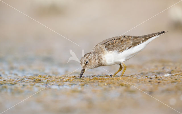 Temminck's Stint (Calidris temminckii)