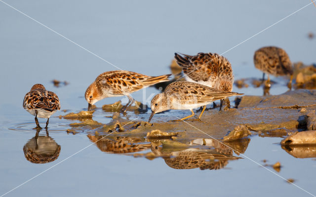 Temminck's Stint (Calidris temminckii)