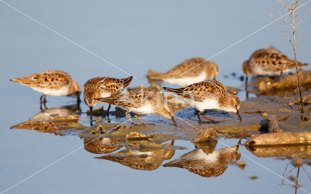 Temminck's Stint (Calidris temminckii)