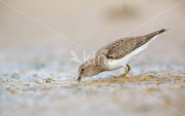 Temmincks Strandloper (Calidris temminckii)