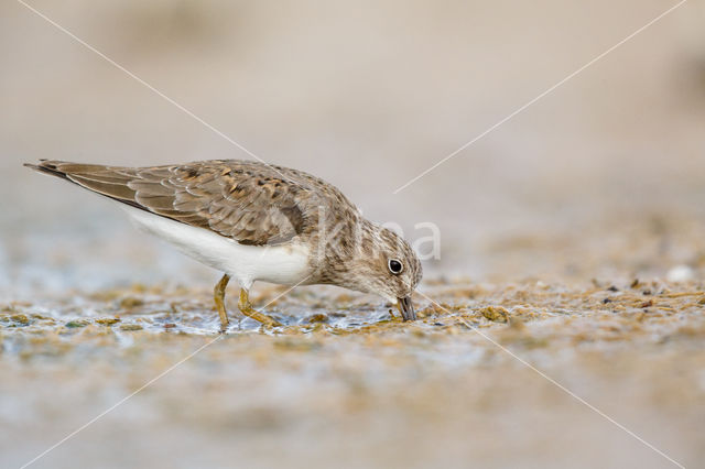 Temminck's Stint (Calidris temminckii)