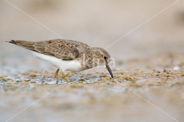 Temminck's Stint (Calidris temminckii)