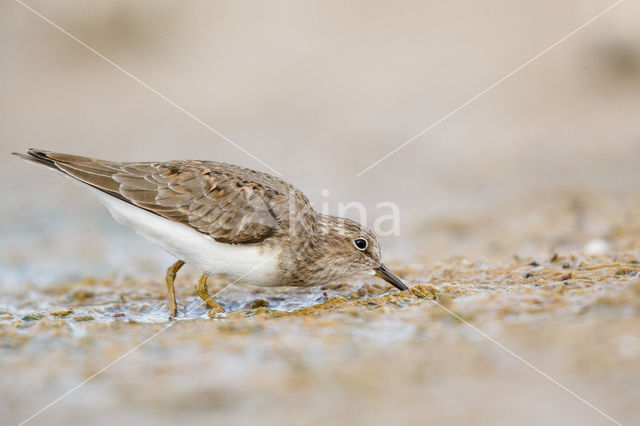 Temmincks Strandloper (Calidris temminckii)