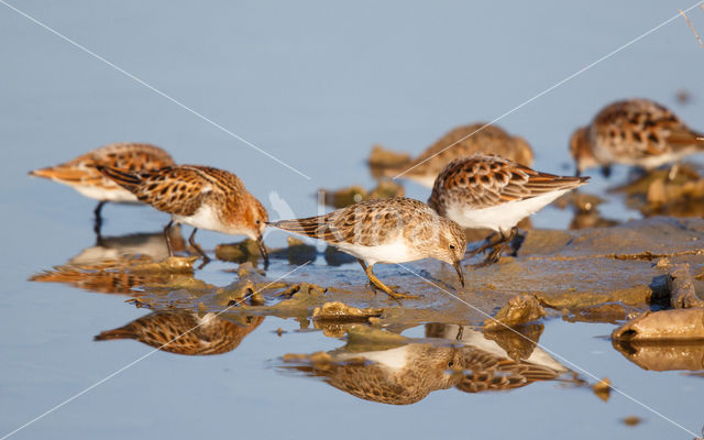 Temmincks Strandloper (Calidris temminckii)