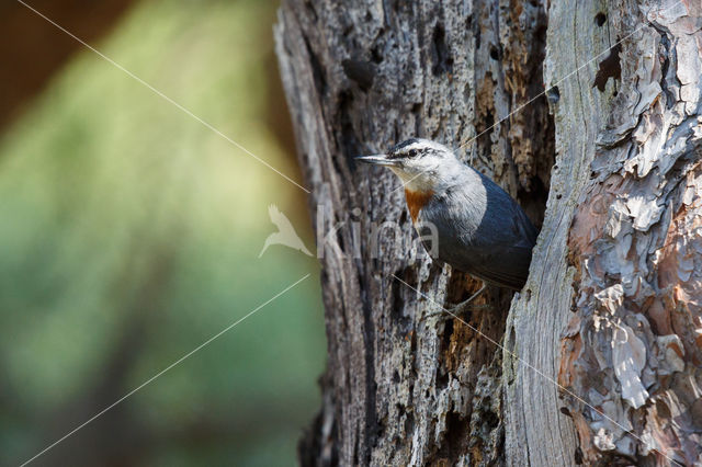 Krueper's Nuthatch (Sitta krueperi)