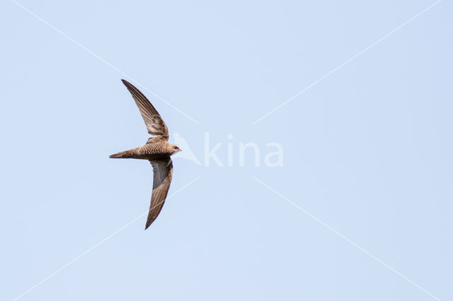 Pallid swift (Apus pallidus)