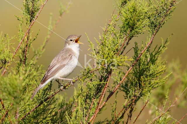 Olivaceous Warbler (Hippolais pallida)