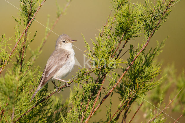 Vale Spotvogel (Hippolais pallida)