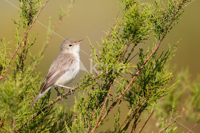 Vale Spotvogel (Hippolais pallida)