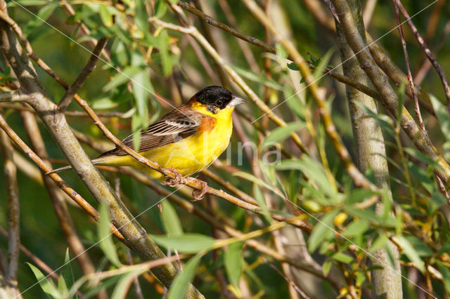 Black-headed bunting (Emberiza melanocephala)