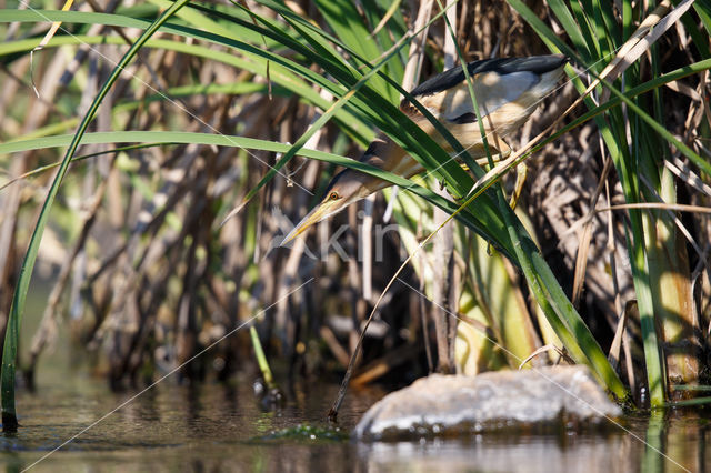 Little Bittern (Ixobrychus minutus)