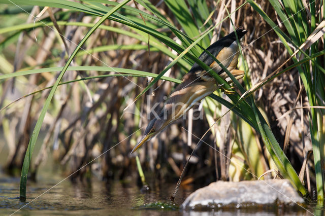 Little Bittern (Ixobrychus minutus)