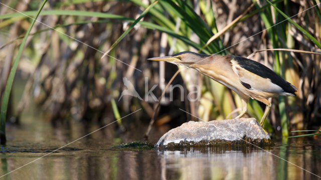 Woudaap (Ixobrychus minutus)