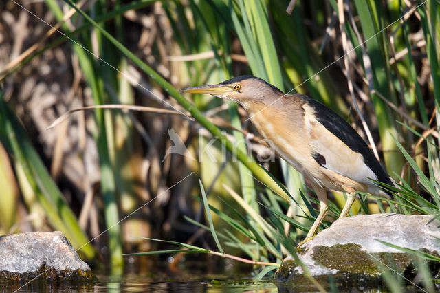 Woudaap (Ixobrychus minutus)