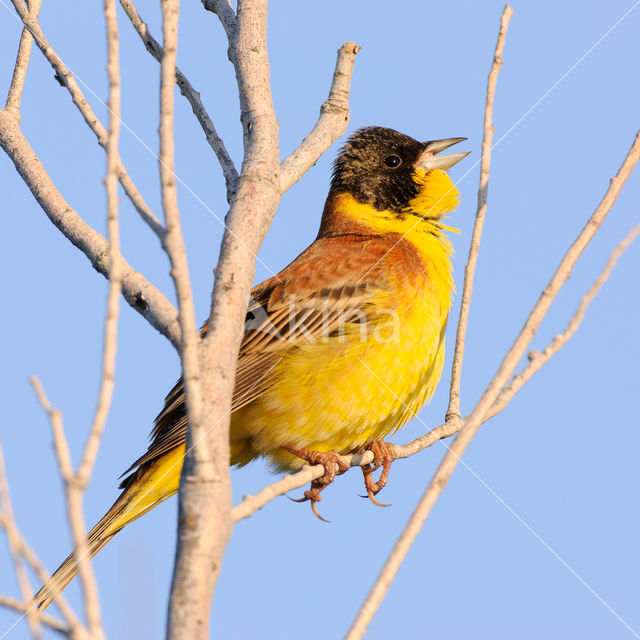 Zwartkopgors (Emberiza melanocephala)