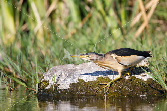 Woudaap (Ixobrychus minutus)