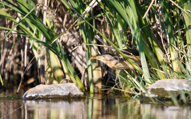 Little Bittern (Ixobrychus minutus)