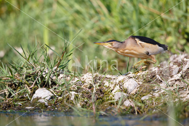 Little Bittern (Ixobrychus minutus)