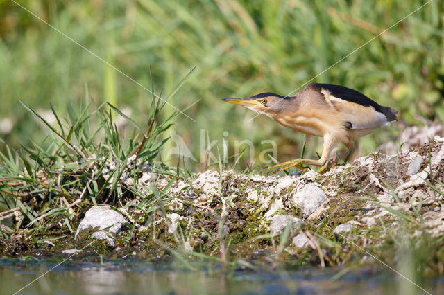 Little Bittern (Ixobrychus minutus)