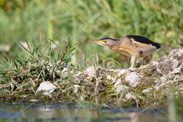 Woudaap (Ixobrychus minutus)