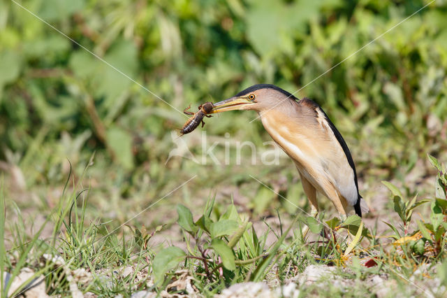 Little Bittern (Ixobrychus minutus)