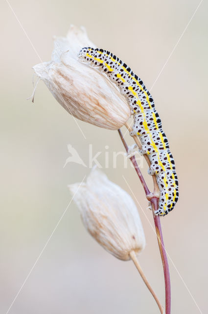 Vlasbekuiltje (Calophasia lunula)