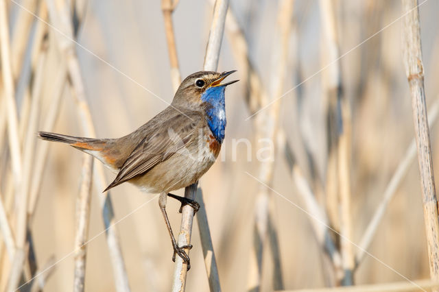 Witgesterde blauwborst