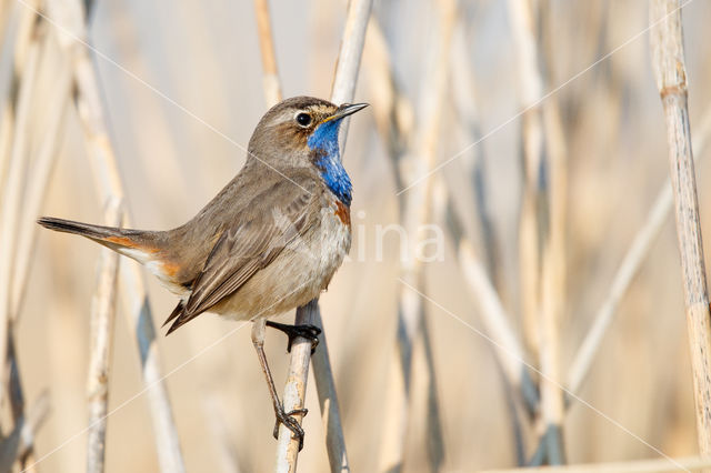 Witgesterde blauwborst