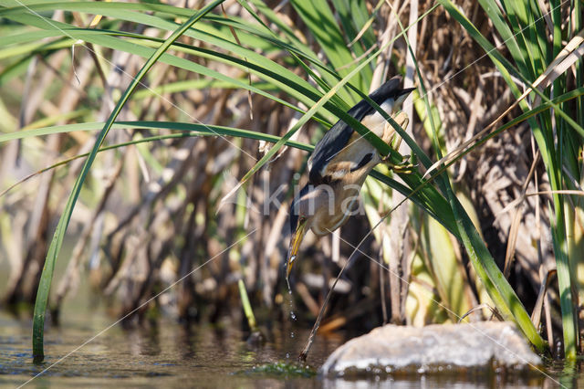 Little Bittern (Ixobrychus minutus)