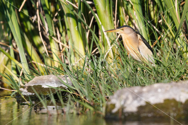 Little Bittern (Ixobrychus minutus)