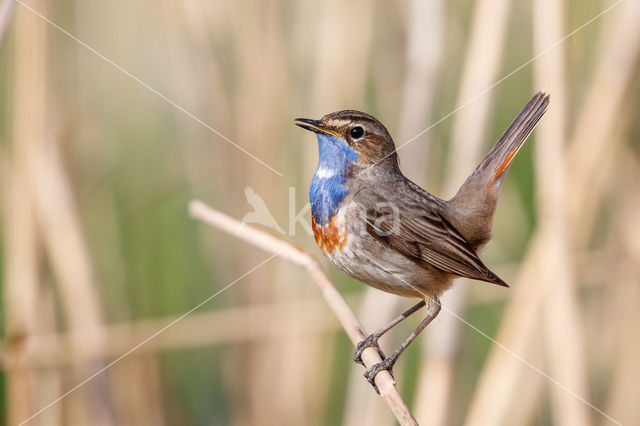 Witgesterde blauwborst