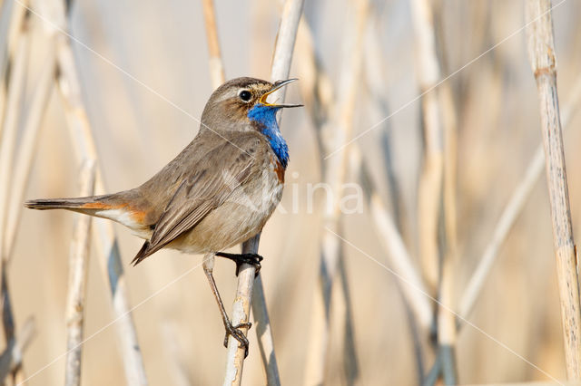 Witgesterde blauwborst