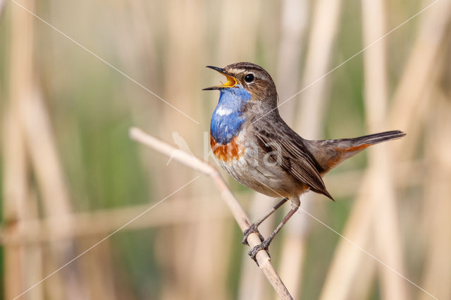 Witgesterde blauwborst