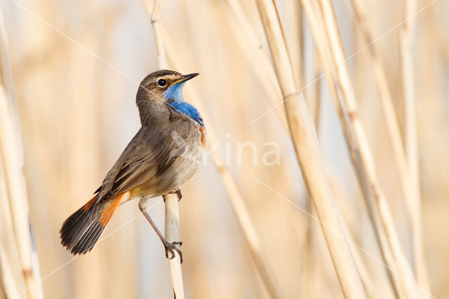 Witgesterde blauwborst