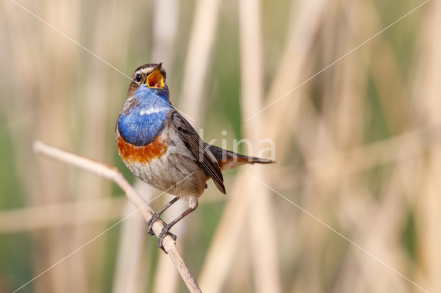 Witgesterde blauwborst