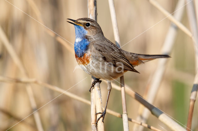 Witgesterde blauwborst