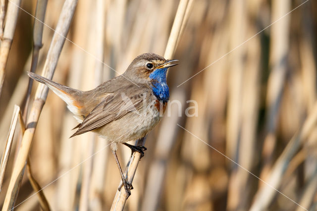 Witgesterde blauwborst