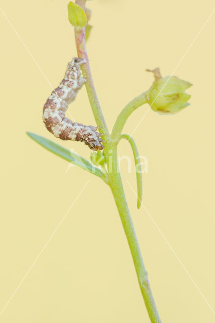 Vlasbekdwergspanner (Eupithecia linariata)