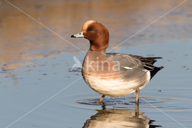 Wigeon (Anas penelope)