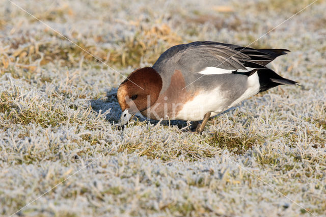 Wigeon (Anas penelope)